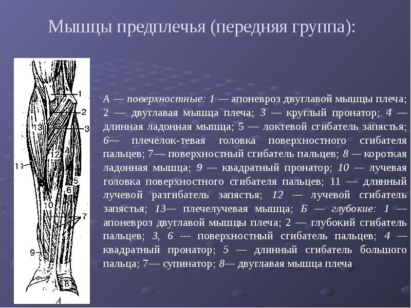 Апоневроз мышцы. Поверхностный слой передней группы мышц предплечья. Мышцы предплечья передняя группа. Супинатор мышца предплечья. Мышцы предплечья передняя группа поверхностный слой таблица.