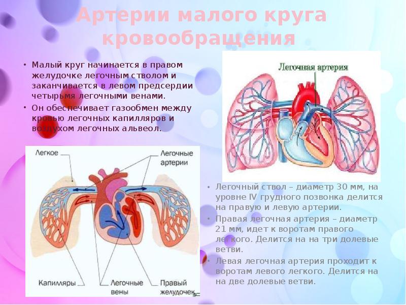 Капилляры малого круга