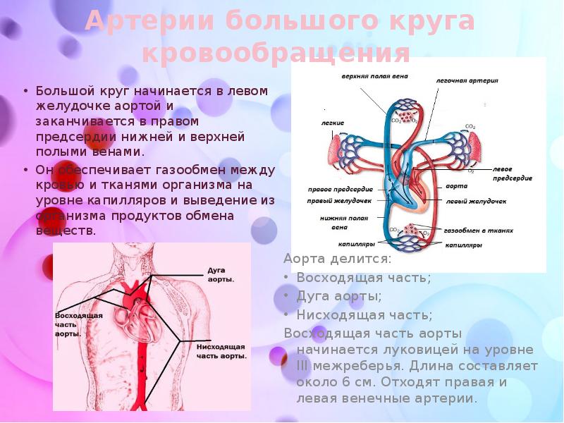 Малый круг кровообращения газообмен происходит. Артерии и вены большого круга кровообращения. Вены большого круга кровообращения верхняя полая Вена. Главные сосуды большого круга кровообращения. Большой круг кровообращения аорта.