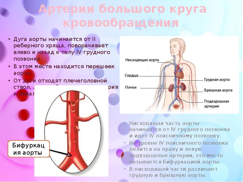 По артериям большого круга кровообращения течет. Артерии большого круга кровообращения. Крупные артерии в организме человека.