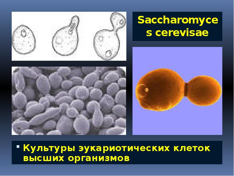 Высшие организмы