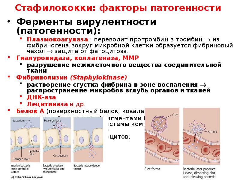 Фагоцитоз микробиология