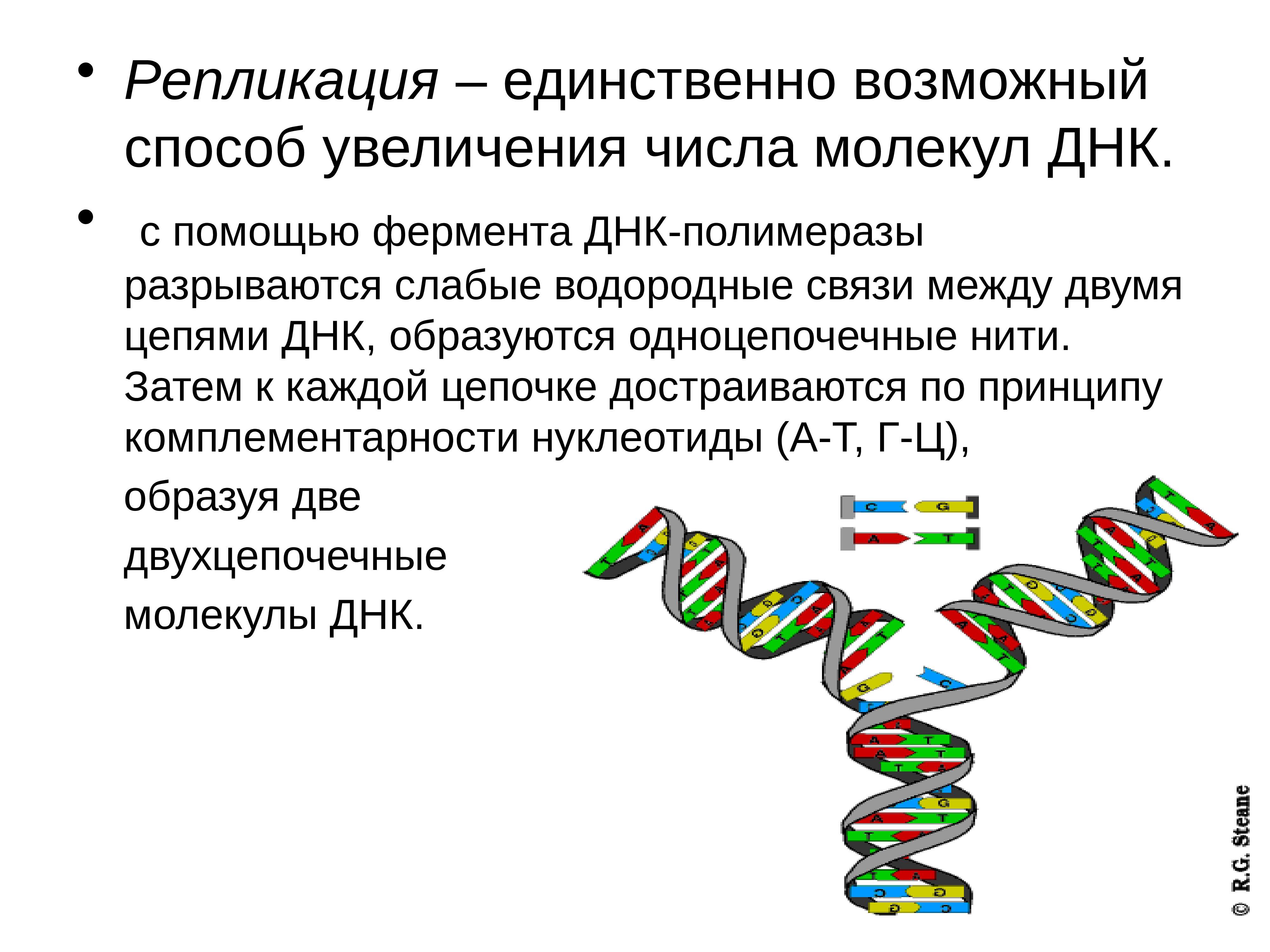 Ферменты днк. Биохимические основы наследственности. Наследственность ДНК. Биохимические основы наследственности генетика. Репликация одноцепочечных ДНК.