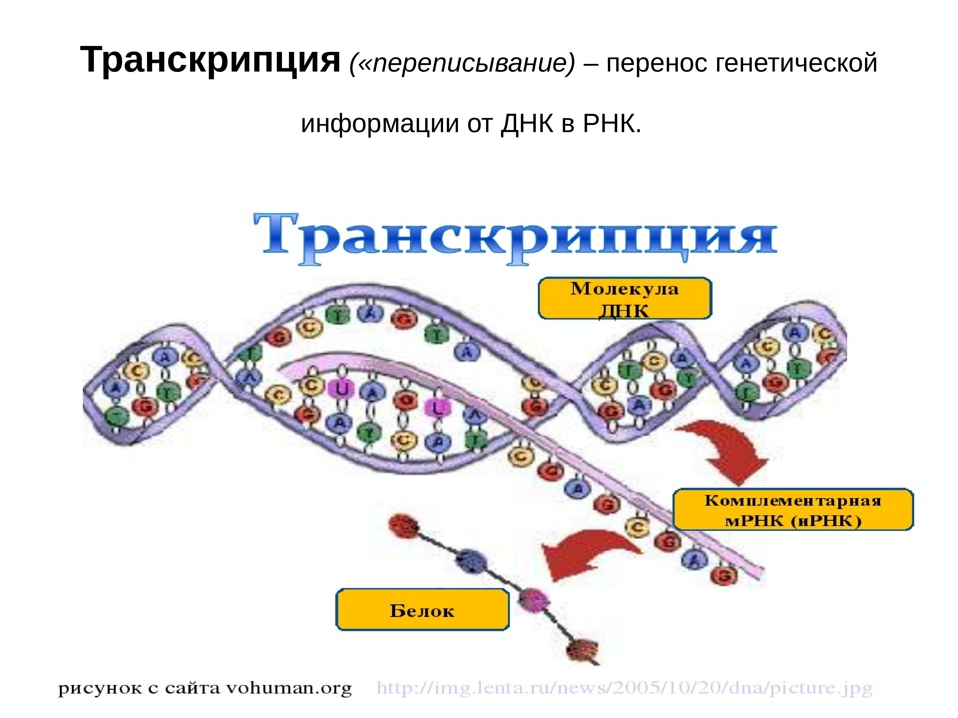 Днк рнк белок. Транскрипция биология схема. Схема транскрипция ИРНК И ДНК. Процесс транскрипции в биологии. Транскрипция это в генетике.