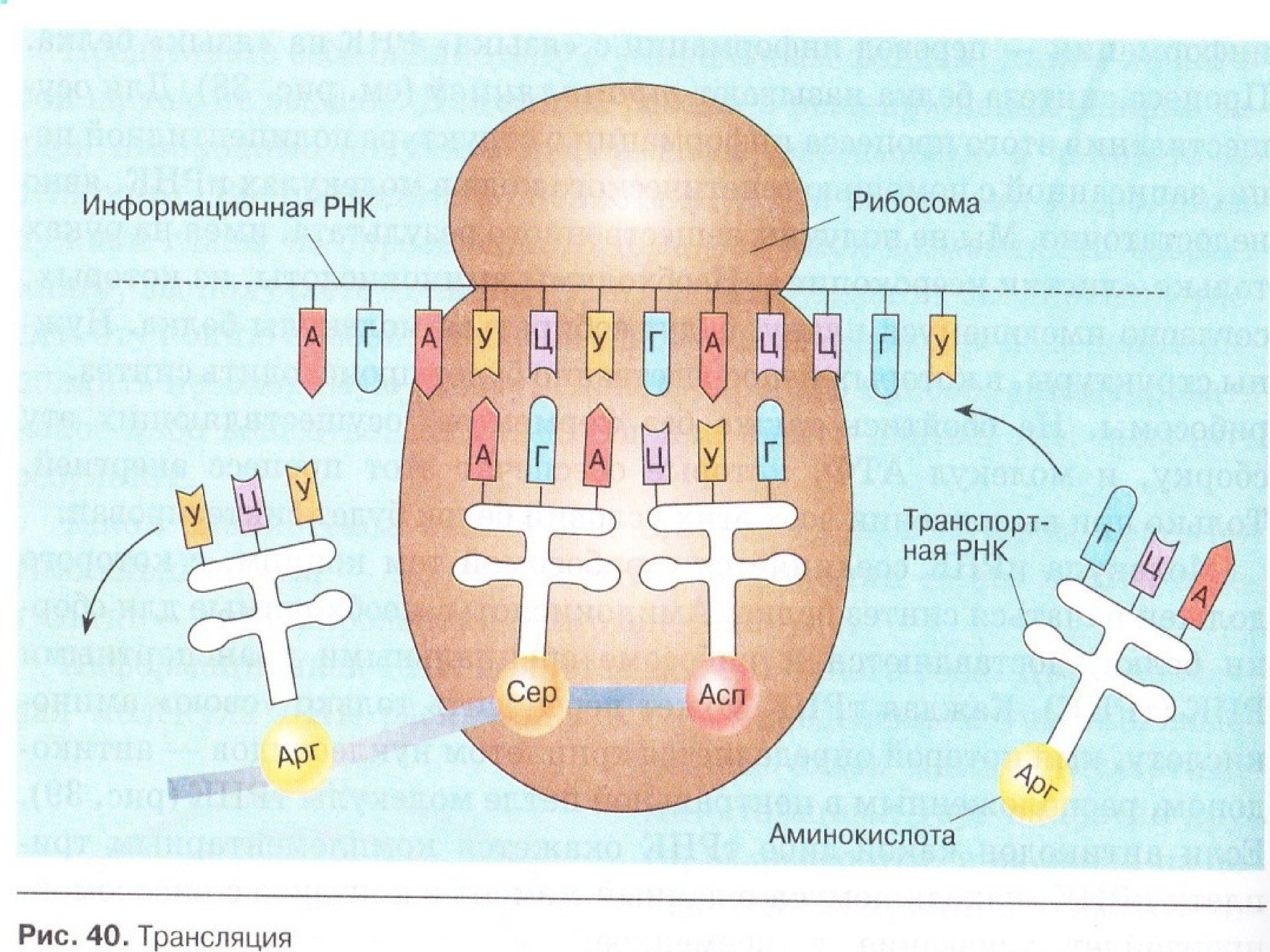Трансляция т рнк. Процесс синтеза белка на рибосоме схема. Схема синтеза белка в рибосоме трансляция. Схема синтеза белка в рибосоме. Биосинтез белка на рибосоме.