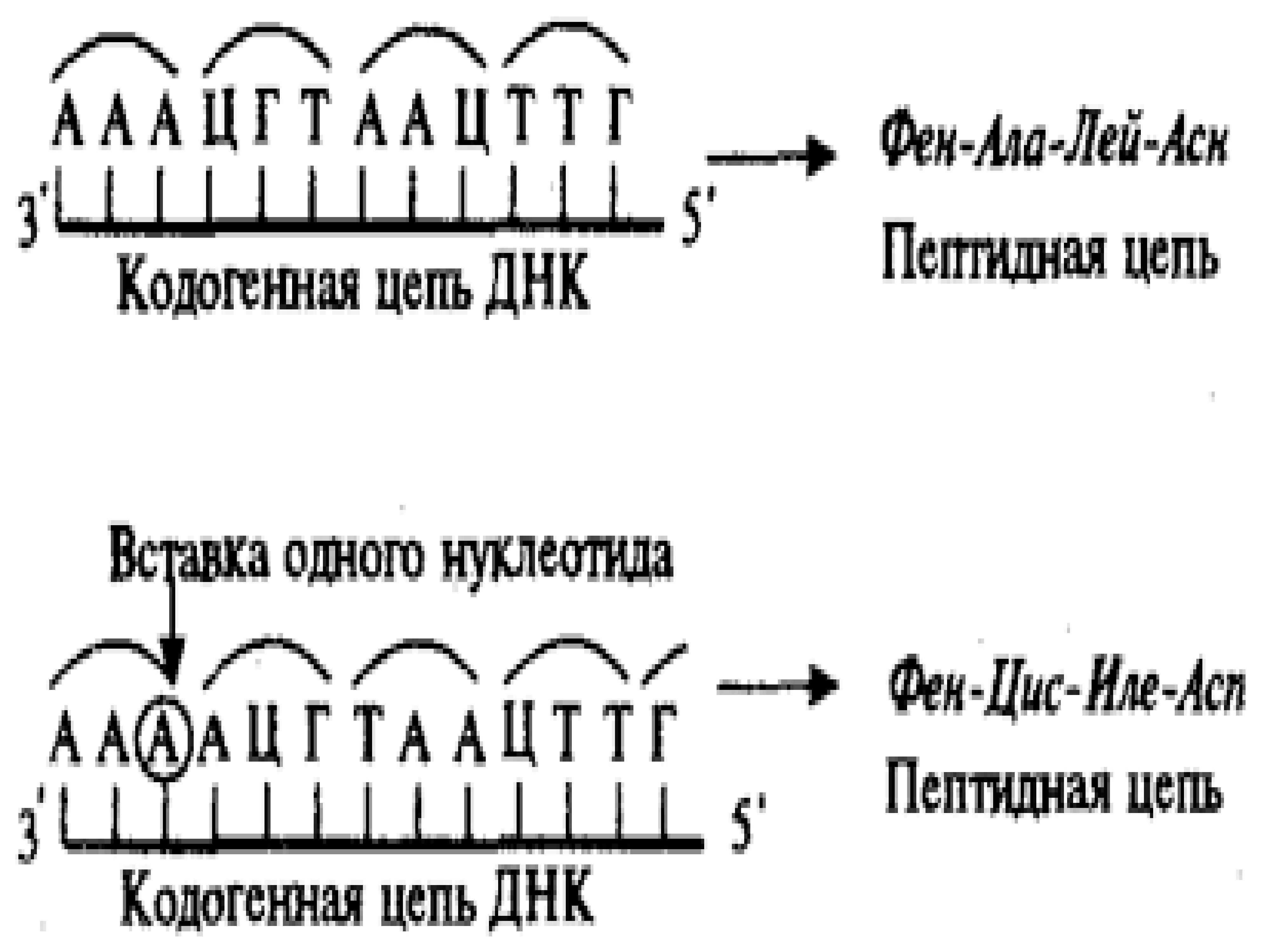 Смысловая цепь днк. Кодогенная цепь ДНК это. Кодогенная спираль ДНК это. Матричная и кодогенная ДНК. Кодогенный участок молекулы ДНК это.