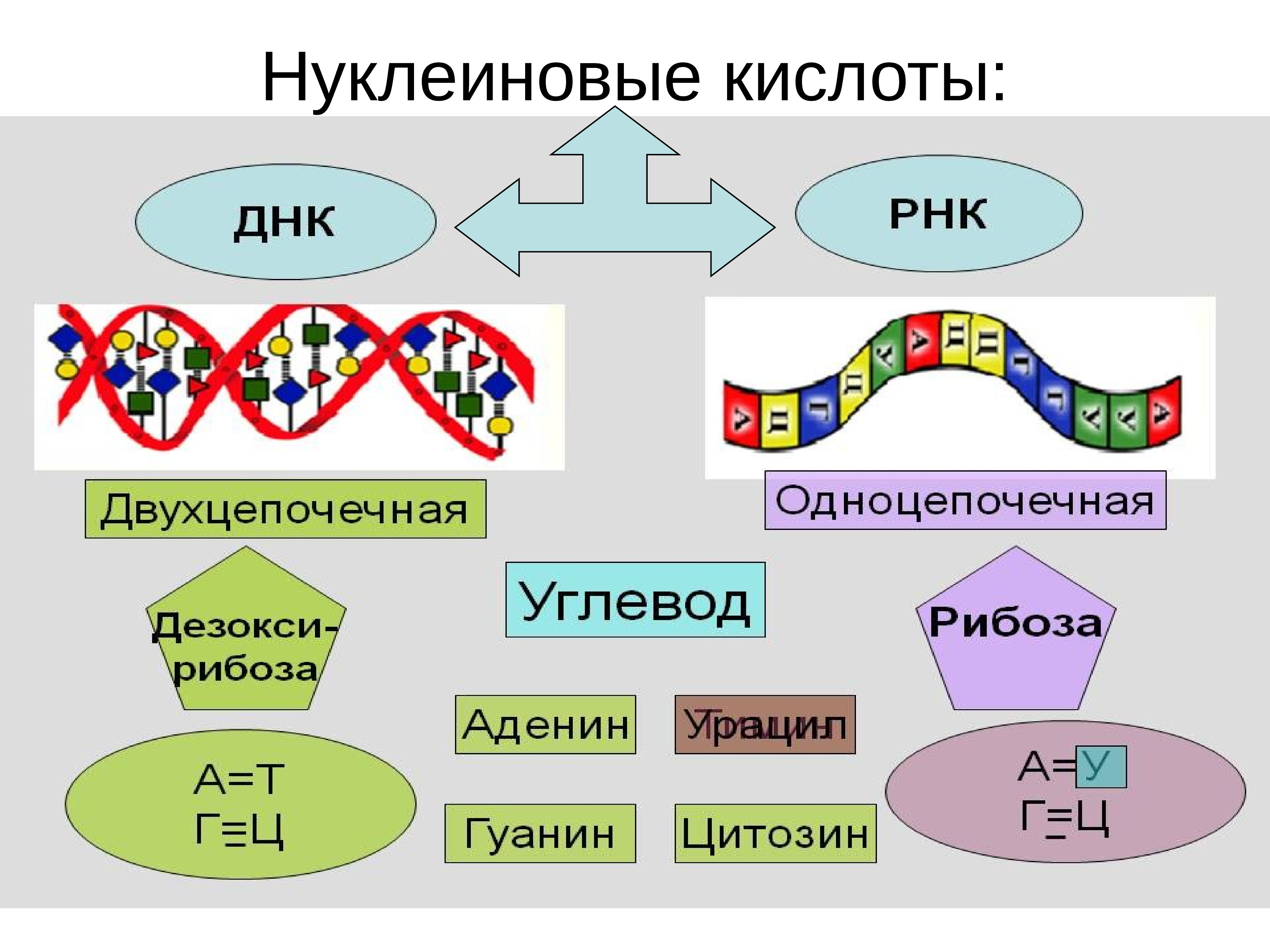 Нуклеиновая кислота тема. Нуклеиновые кислоты ДНК И РНК. Строение нуклеиновых кислот ДНК И РНК. Строение нуклеиновые кислоты ДНК схема. Нуклеиновая кислота ИРНК.