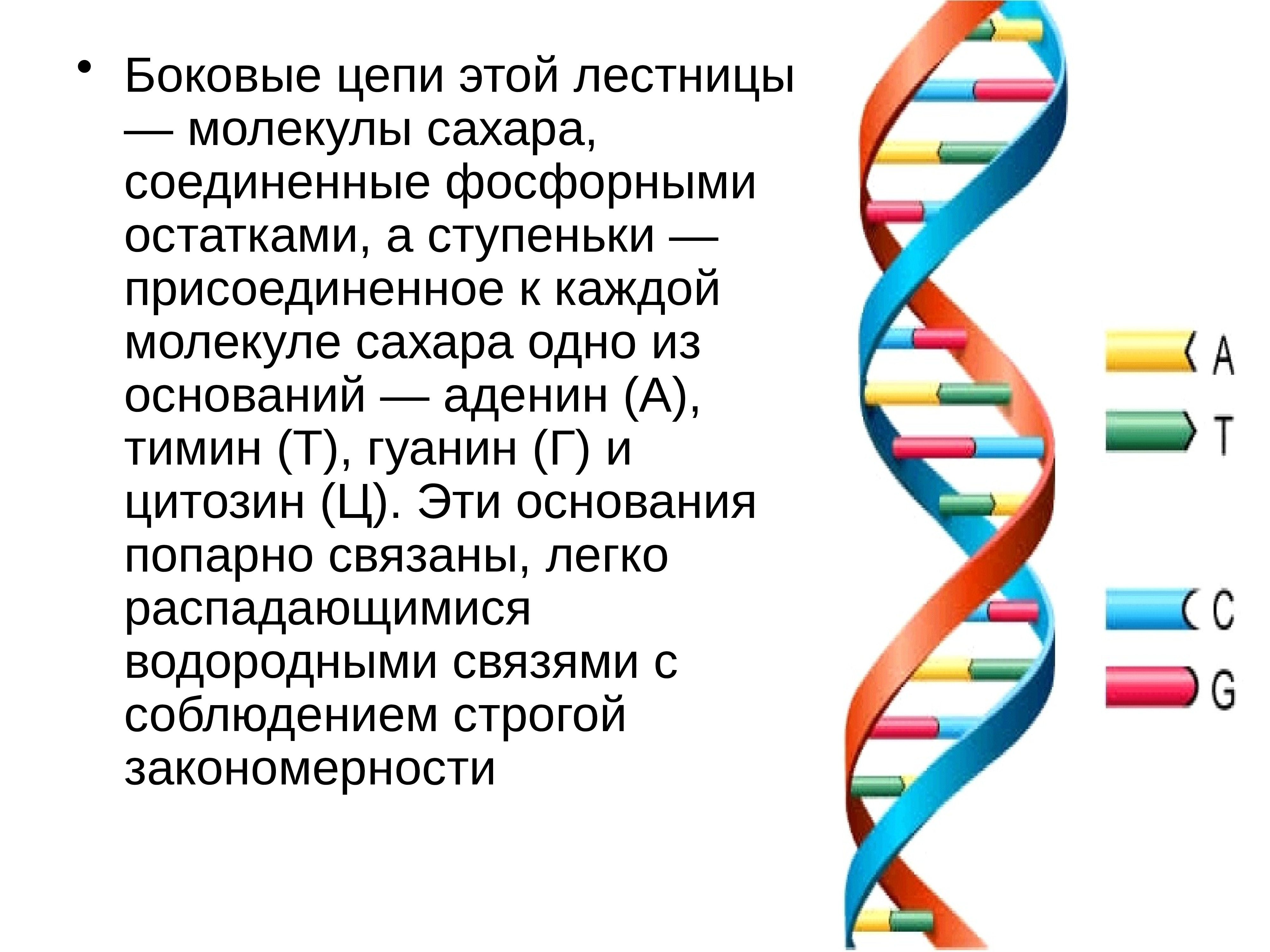 Молекулярные основы наследственности презентация