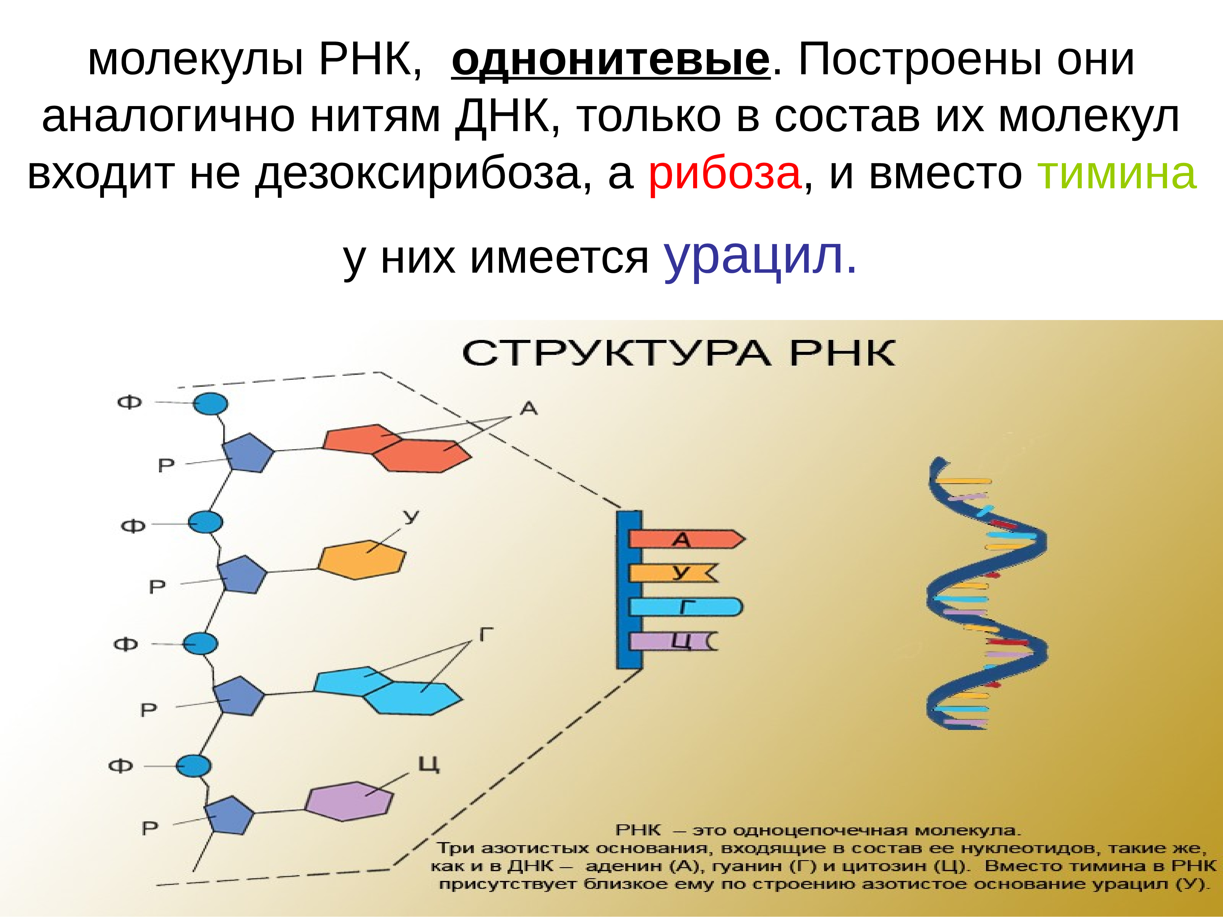 Молекулы рнк имеют структуру. РНК одноцепочечная молекула. Строение молекулы ДНК. Строение нити ДНК. ДНК И РНК.