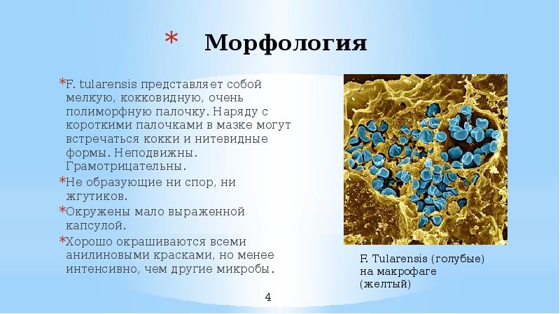 Туляремия микробиология презентация