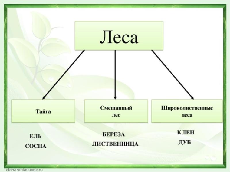 Тест смешанные леса. Тайга смешанный лес широколиственный лес. Схема Тайга смешанный лес широколиственный лес. Схемы тайги смешанного и широколиственного леса. Схемы различия тайги смешанного и широколиственного леса.