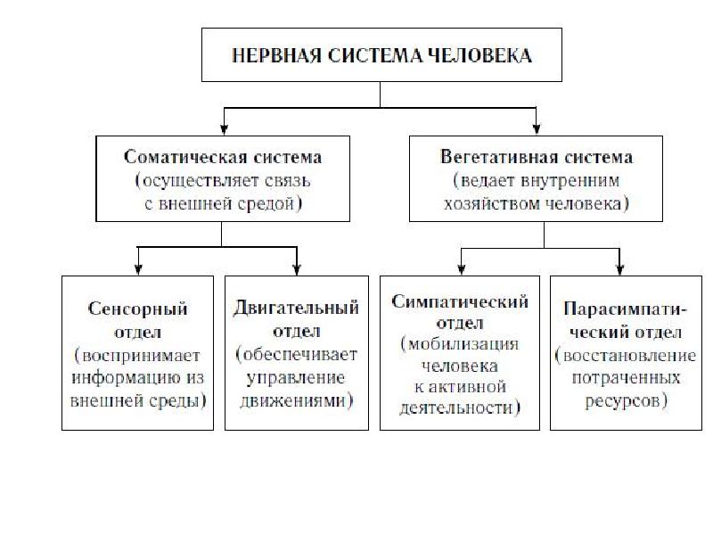 Вегетативная нервная система схема таблица