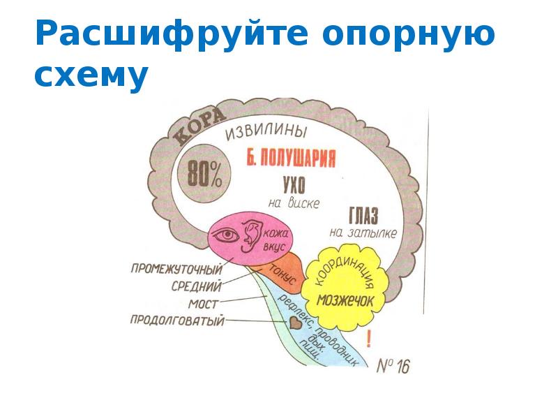 Биология 8 класс автономный отдел нервной системы