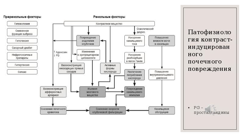 Контраст индуцированная нефропатия презентация
