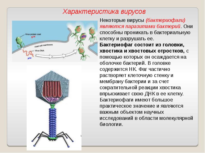 Презентация на тему вирусы и бактериофаги