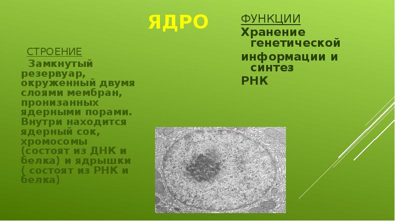 Вязкое полужидкое вещество клетки. Вязкое полужидкое вещество клетки