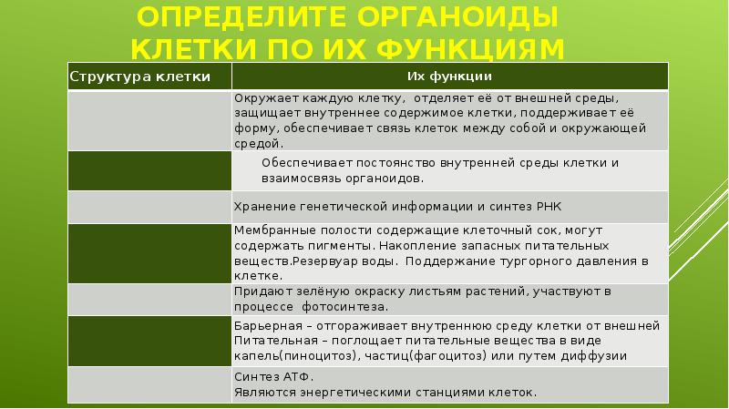 Установите соответствие функции органоидов клетки. Органоиды и процессы таблица. Функции органоидов клетки 5 класс. Основные функции и строение органоидов. 11 Органоидов клетки строение и функции.