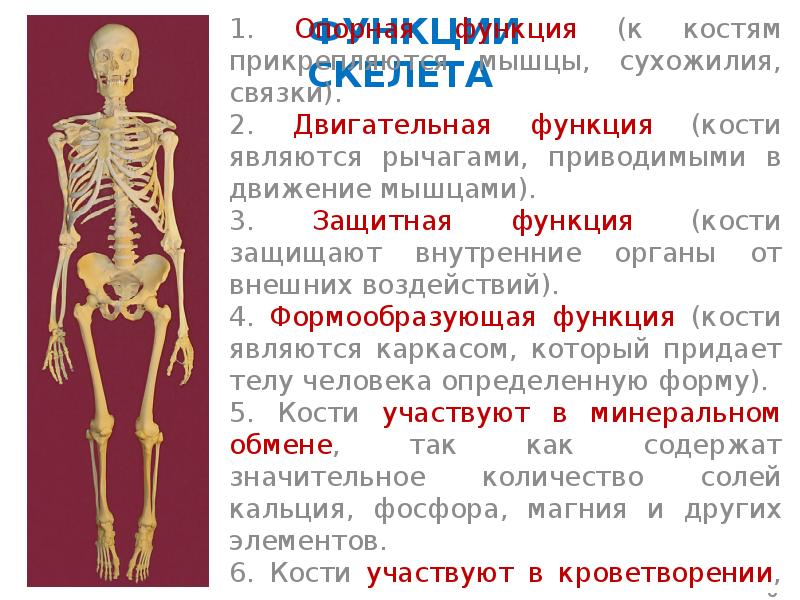 Механической функции скелета человека. Функции костей. Основная функция скелета. Функции костей скелета. Основные функции костей скелета.