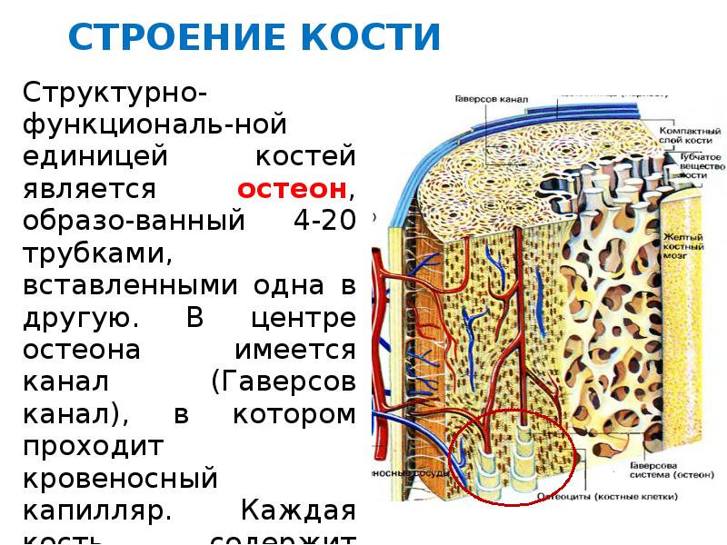 Строение костей химический состав