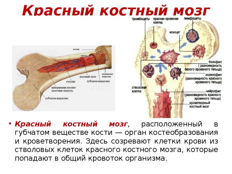 Губчатое вещество кости находится в. Красный костный костный мозг. Расположение красного костного мозга. Красный костный мозг – место образования клеток крови.. Эмбриогенез красного костного мозга.