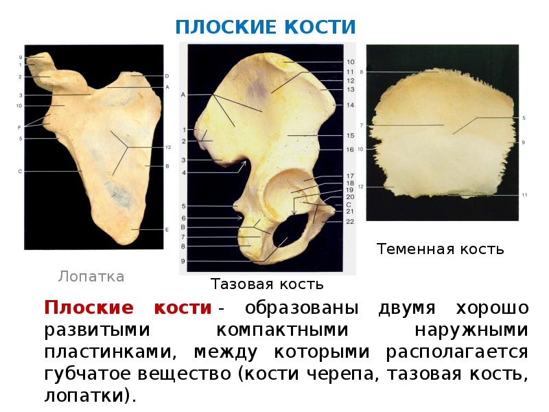 Лопатка относится к костям. Плоские кости. Строение плоских костей. Плоские кости черепа. Плосик екости строение.