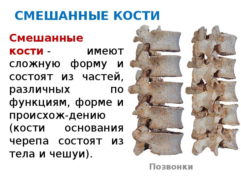 Смешанные кости. Строение смешанных костей. Смешанные кости позвонки. Позвонок смешанная кость.