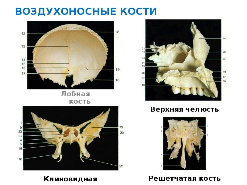 Функции черепа у птиц