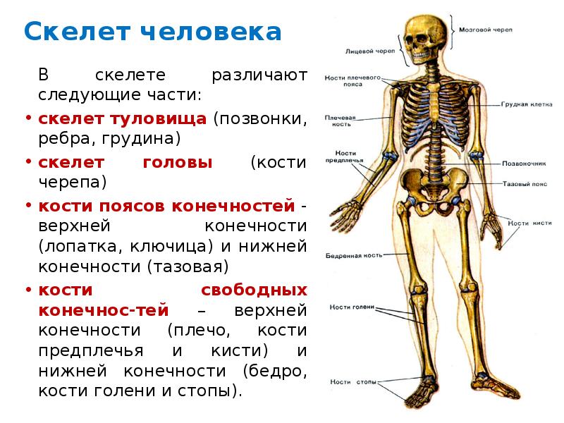 Скелет черепа и туловища