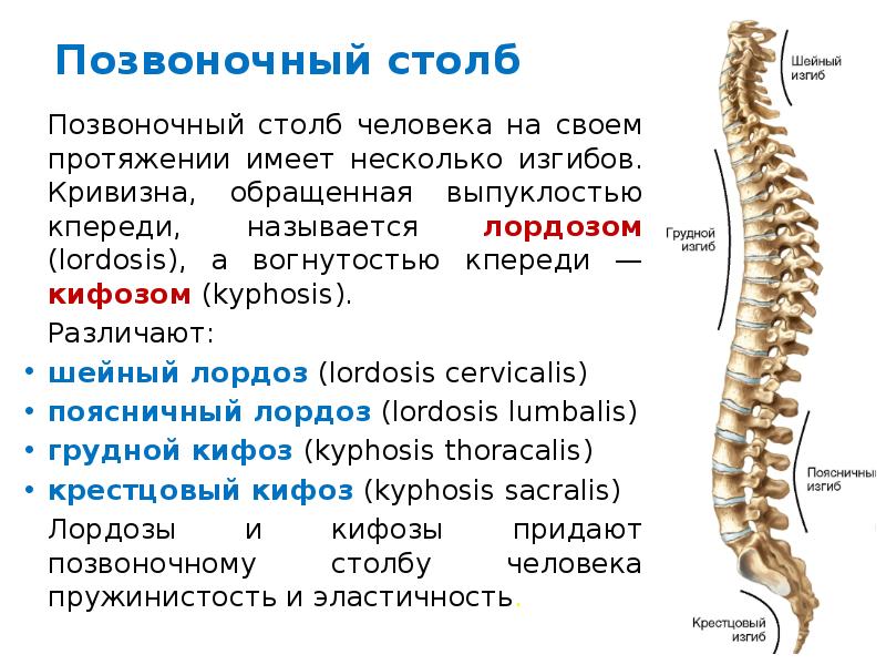 Выберите изгибы позвоночника характерные для человека