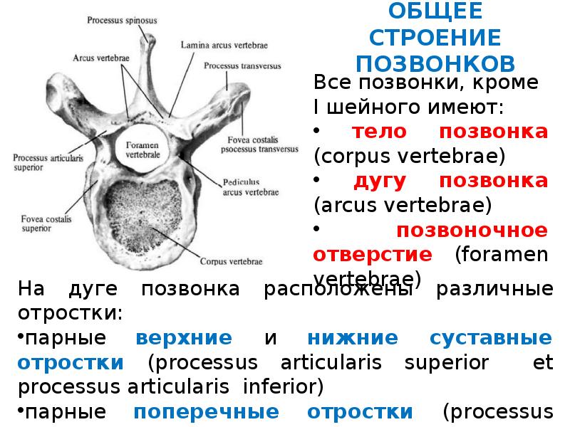 Строение основной. Общий план строения позвонка. Дуги позвонков. Парные отростки позвонков. Анатомическое строение позвонков тело дуга отростки.