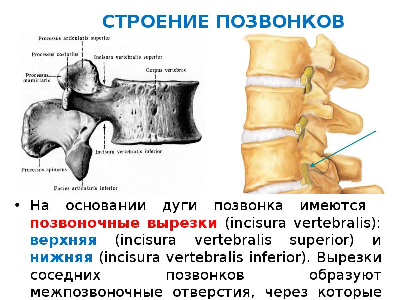 Дуги позвоночника образуют