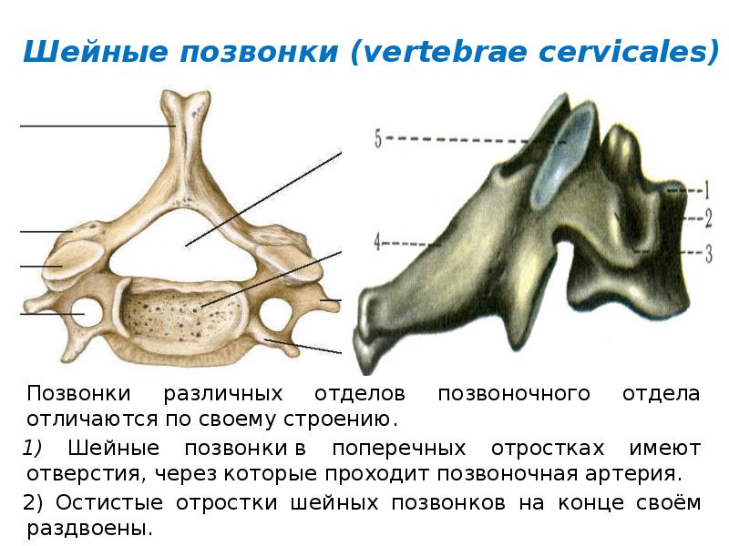 Поперечный позвонок