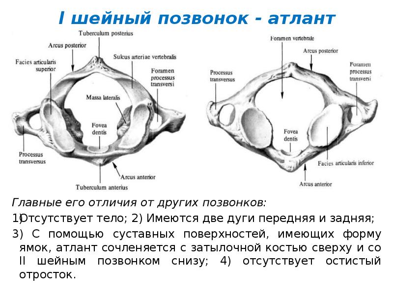 Атлант позвонок. Второй шейный позвонок Атлант. Образование на задней поверхности передней дуги Атланта.