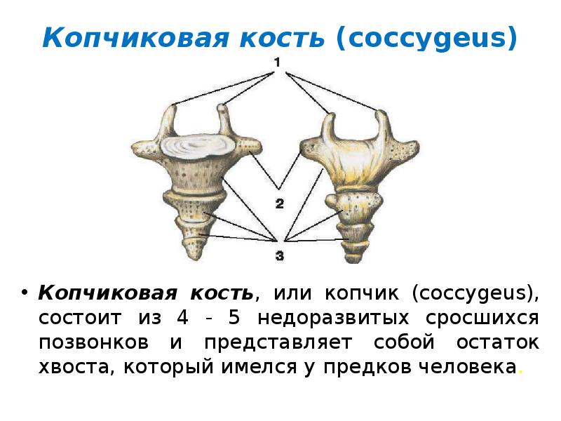 Сросшиеся позвонки