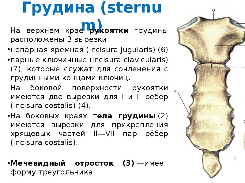 Рукоятка грудины. Яремная вырезка грудины. Край рукоятки грудины. Ярё мная вырезка грудины.