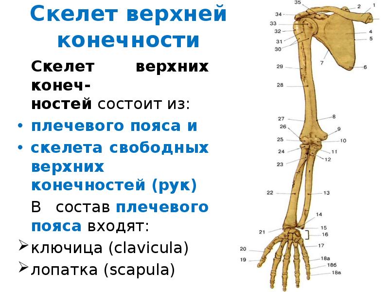 Скелет пояса свободной верхней конечности. Скелет верхнего плечевого пояса. Скелет верхних конечностей состоит из. Скелет верхней конечности схема. Отделы скелета верхней конечности.