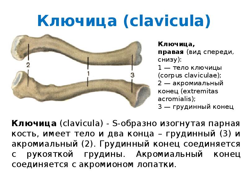 Кость имеет