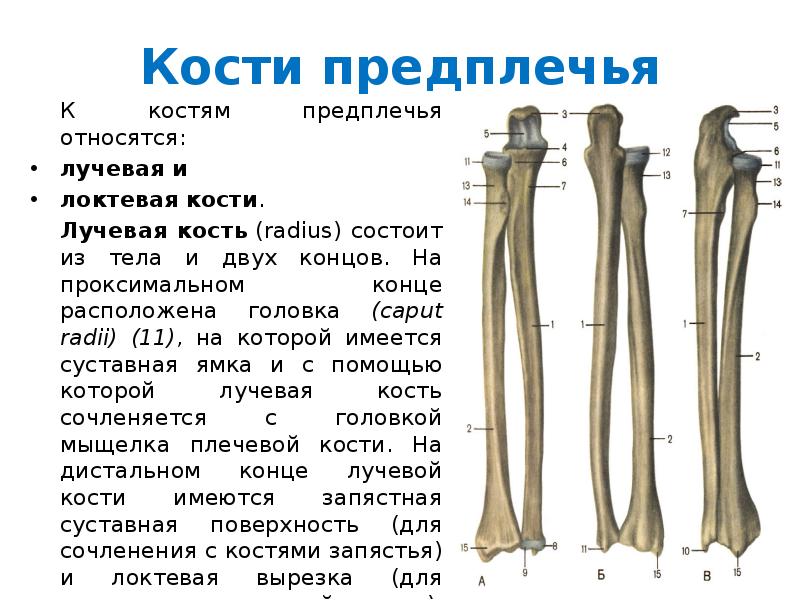 Лучевой кости предплечья