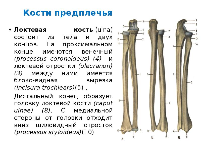 Кости предплечья