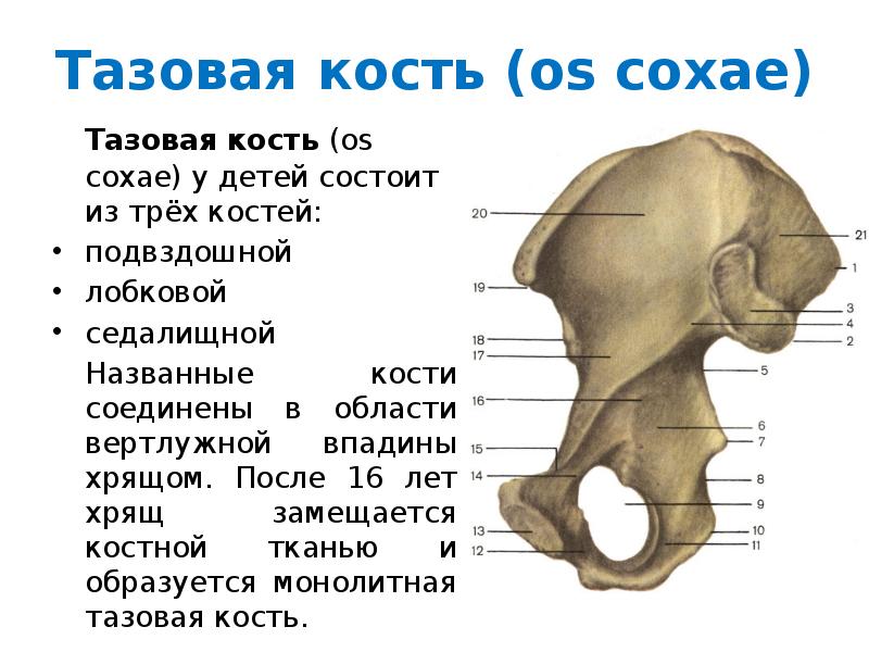 Кости таза сколько