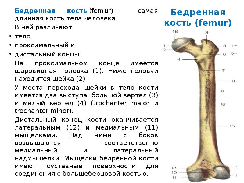 Проксимальный отдел бедренной кости где находится фото