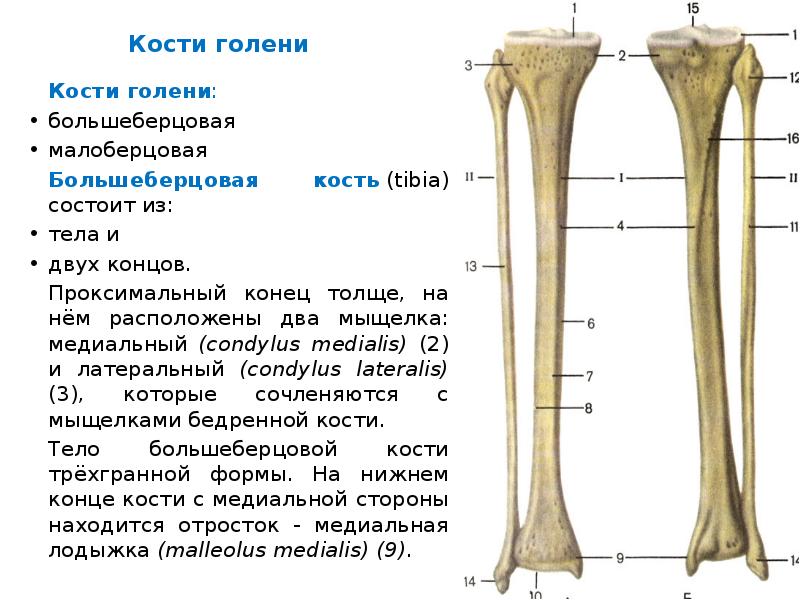 Берцовая кость человека