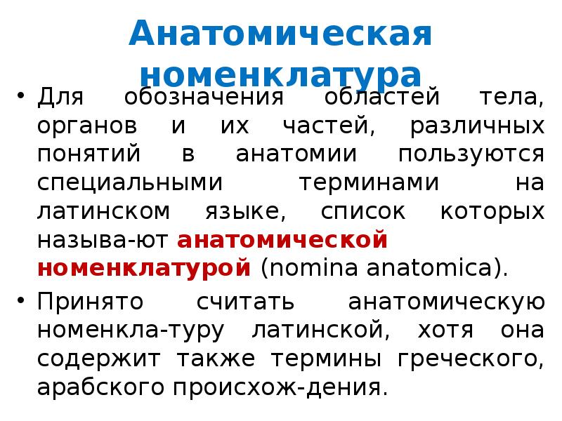 Анатомические термины