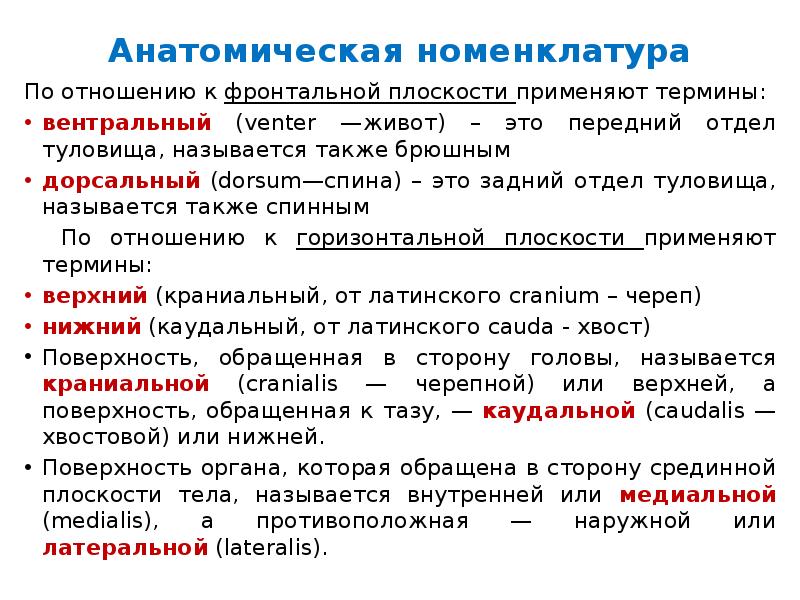 Терминологией называется. Анатомическая номенклатура. Международная анатомическая номенклатура. Анатомические термины. Анатомическая номенклатура анатомия.