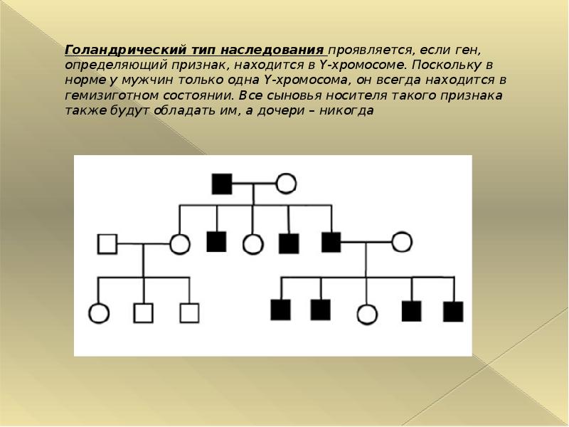 Митохондриальная ева и y хромосомный адам презентация