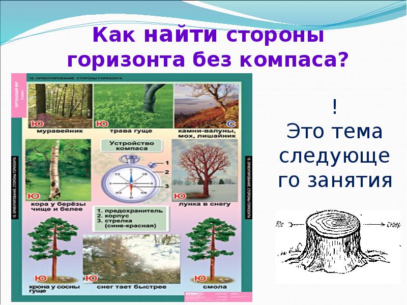 Природные признаки сторон горизонта. Природные признаки ориентирования. Как ориентироваться без компаса. Ориентирование на местности стороны горизонта. Как определить стороны горизонта без компаса.