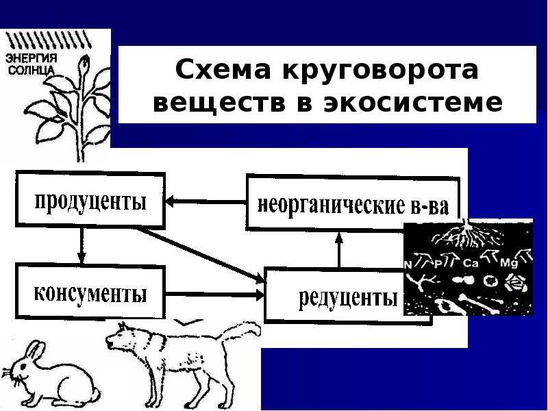 Продуценты консументы и редуценты это схема