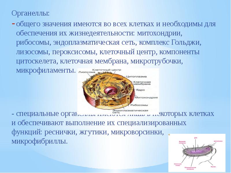 Цитологические основы наследственности презентация