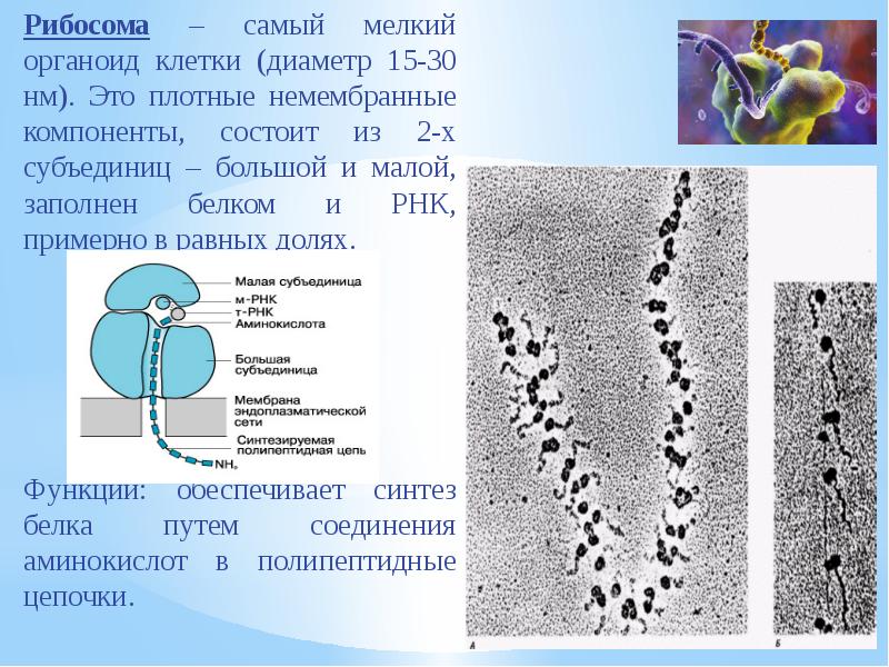 Рибосомы цитоплазмы белки. Рибосомы особенности строения. Диаметр рибосомы. Самые мелкие органоиды в клетке:. Рибосомы в грибной клетке.