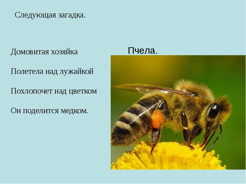 Формирование целостной картины мира в подготовительной группе каушкаль